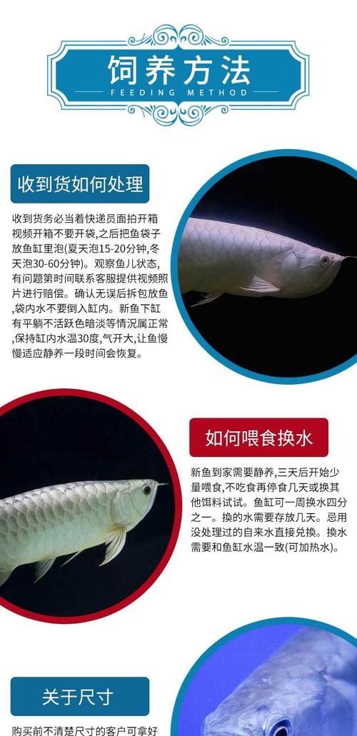 銀龍魚(yú)的品種和價(jià)格圖