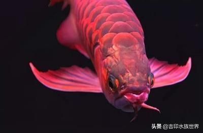 龍魚胡子軟了：龍魚的胡子變軟可能是由于多種原因引起的，可能是由于多種原因引起的