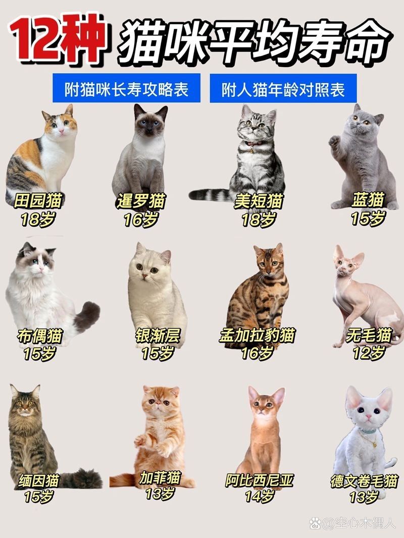 龍須貓的壽命有多長？