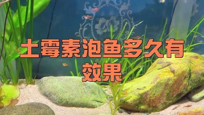 使用土霉素治療龍魚需要多久見效？