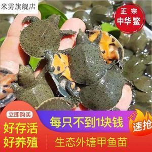 龍魚去哪里買好一點，濟南龍魚養殖場購買龍魚地點推薦：龍魚飼養常見問題