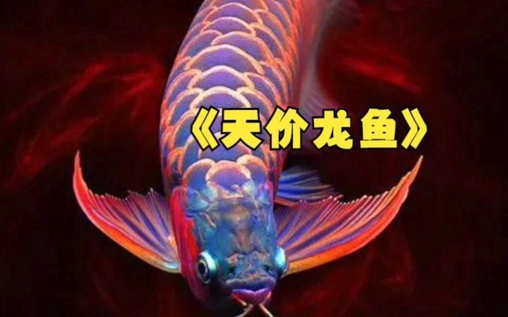 如何飼養澳洲星點龍魚？