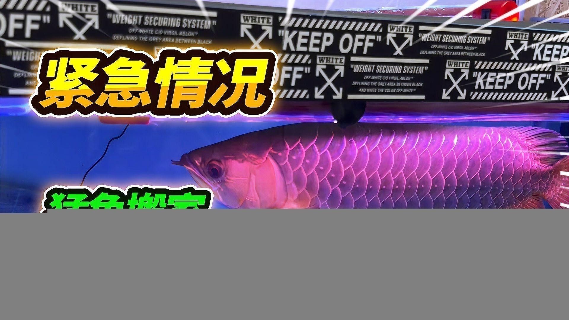 如何飼養澳洲星點龍魚？