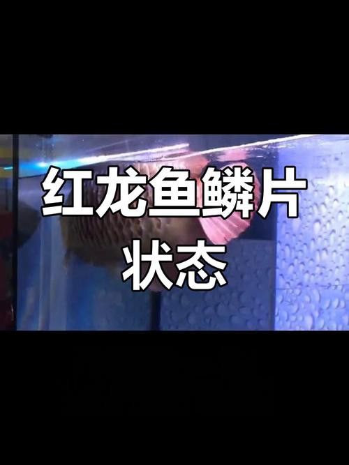 金魚跟龍魚混養好不好：混養金魚與龍魚的飼養注意事項