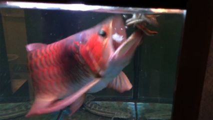 紅龍魚喂食量是多少克（紅龍魚喂食量受多種因素影響紅龍魚的食量受多種因素影響）