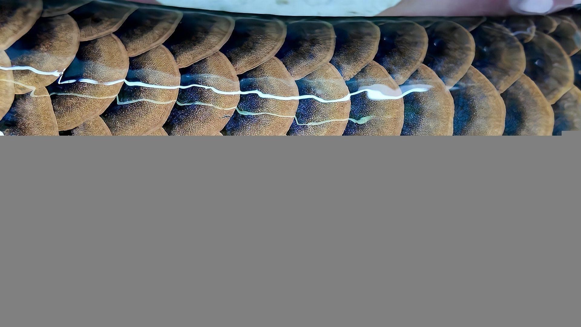 如何判斷古典龍魚是否發(fā)色成功？