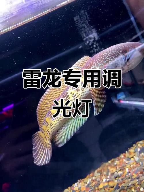 如何減少雷龍魚(yú)的應(yīng)激反應(yīng)？