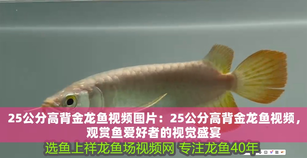 25公分高背金龍魚視頻圖片：25公分高背金龍魚視頻，觀賞魚愛好者的視覺盛宴