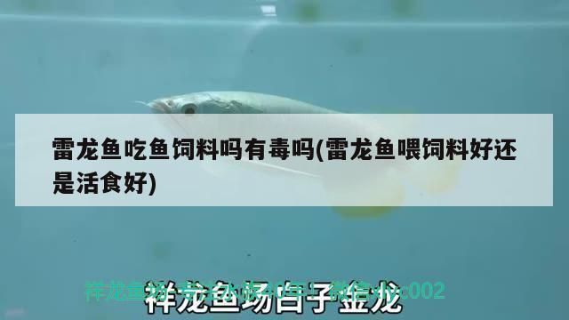 雷龍魚飼料魚可以吃嗎有毒嗎：如何辨別雷龍魚飼料魚質量，雷龍魚飼料魚的適宜喂養量
