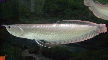 小銀龍魚吃什么食物最好