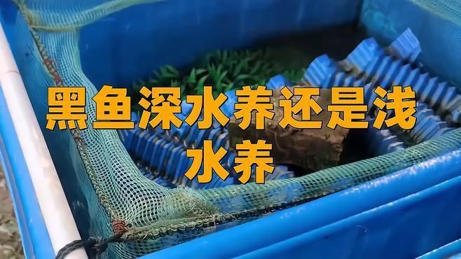 黑魚養殖需要多大的池塘？