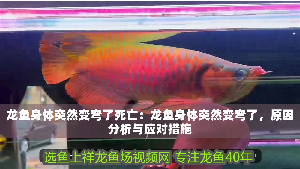 龍魚身體突然變彎了死亡：龍魚身體突然變彎了，原因分析與應對措施