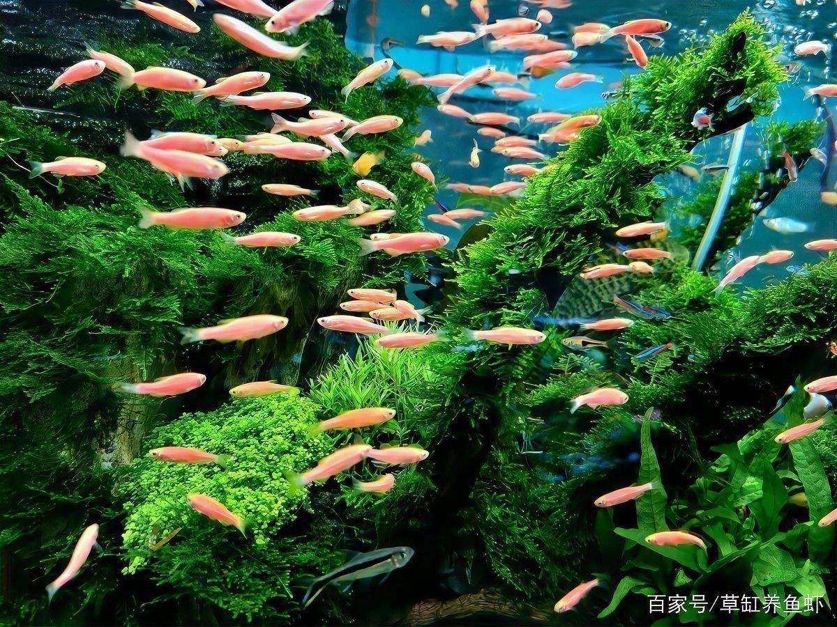 哪些冷水魚可以混養