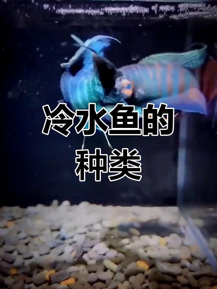 哪些冷水魚可以混養