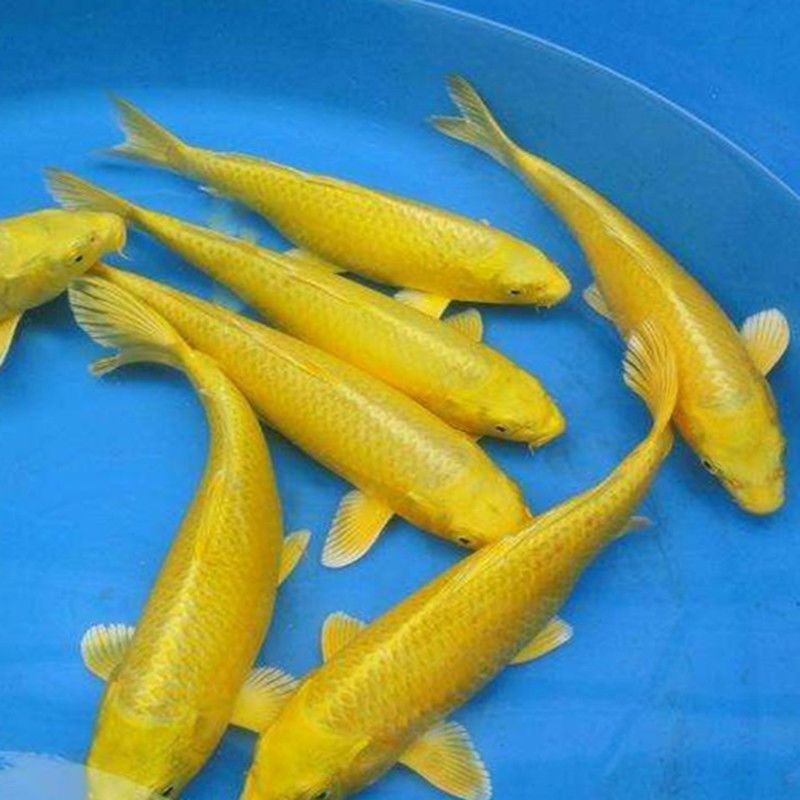喂龍魚的活飼料魚怎么處理呢？：喂龍魚活飼料魚需要對飼料魚進行一定的處理以下步驟