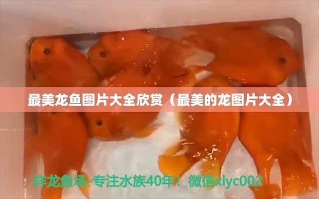 高清龍魚壁紙：123個原創高質量的龍魚動態桌面壁紙圖片素材