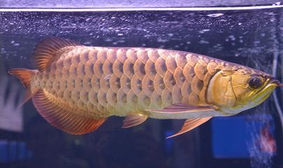 龍魚在一個(gè)地方不動(dòng)怎么辦：當(dāng)龍魚在一個(gè)地點(diǎn)靜止不動(dòng)時(shí)，可能有幾個(gè)原因 龍魚在一個(gè)地方不動(dòng)怎么辦：當(dāng)龍魚在一個(gè)地點(diǎn)靜止不動(dòng)時(shí)，可能有幾個(gè)原因 龍魚百科 第4張