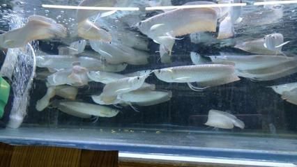 銀龍魚苗日常護(hù)理全攻略：如何判斷銀龍魚苗健康狀態(tài)，銀龍魚苗飼料選擇指南，銀龍魚苗繁殖技巧分享 銀龍魚苗日常護(hù)理全攻略：如何判斷銀龍魚苗健康狀態(tài)，銀龍魚苗飼料選擇指南，銀龍魚苗繁殖技巧分享 龍魚百科 第5張