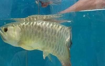 金龍魚張大嘴正常嗎：金龍魚偶爾張大嘴可能是正常的但也可能是某些問(wèn)題的表現(xiàn)