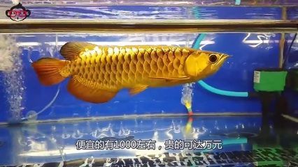 金龍魚張大嘴正常嗎：金龍魚偶爾張大嘴可能是正常的但也可能是某些問(wèn)題的表現(xiàn)