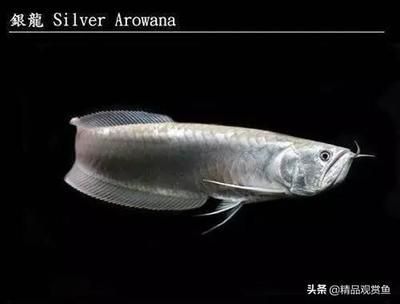 銀龍魚眼睛凹陷是什么原因（銀龍魚眼睛凹陷可能由多種因素引起，以下原因及其相應的治療方法）