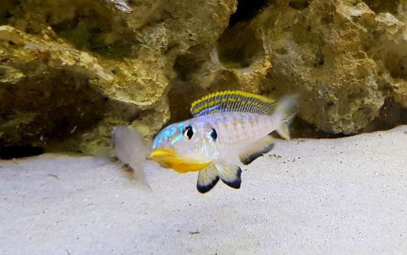 黃龍魚怎么繁殖