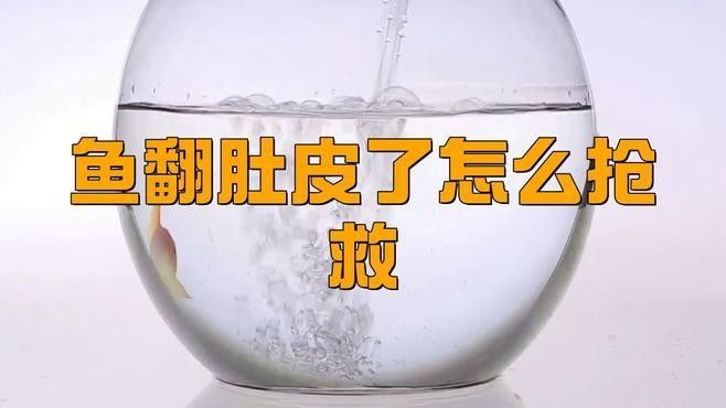 龍魚換水后翻肚皮怎么辦