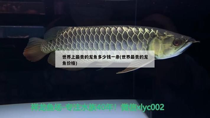 龍魚最貴價(jià)格：世界上最貴的觀賞魚價(jià)格及其價(jià)格詳情，血紅龍魚的飼養(yǎng)技巧