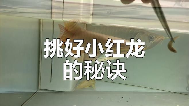 如何辨別紅龍魚的品質？
