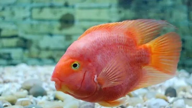 龍魚嘴巴爛會傳染嗎？