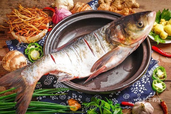 紅龍魚死后多久會開始腐??？