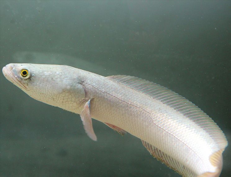 雷龍魚是冷水魚嗎，關于雷龍魚的一些詳細信息