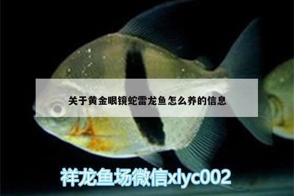 黃金眼鏡蛇雷龍魚飼養（黃金眼鏡蛇雷龍魚的飼養指南）