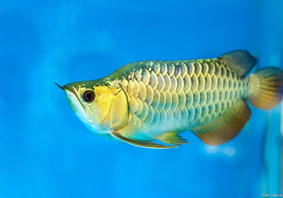 藍金龍魚的最佳飼養環境