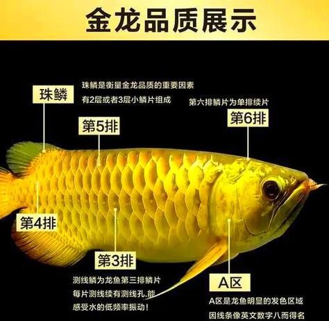 怎么看金龍魚的品質