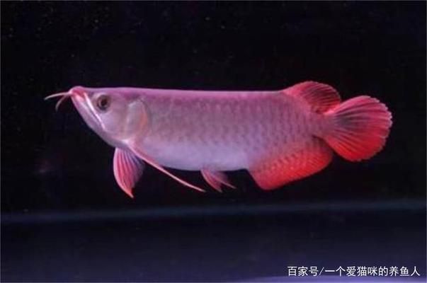 龍魚好養嗎龍魚怎么養：龍魚養殖需要注意的事項，