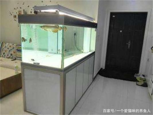 龍魚好養嗎龍魚怎么養：龍魚養殖需要注意的事項，