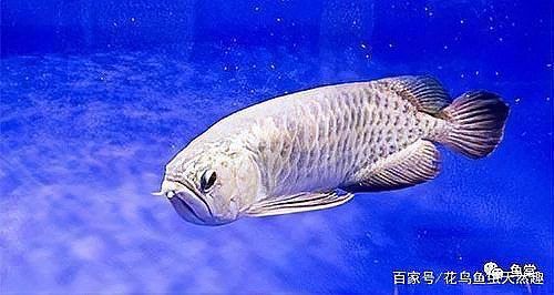 龍魚多久不喂會得腸炎? 龍魚百科 第4張 龍魚多久不喂會得腸炎? 龍魚多久不喂會得腸炎? 龍魚百科 第4張