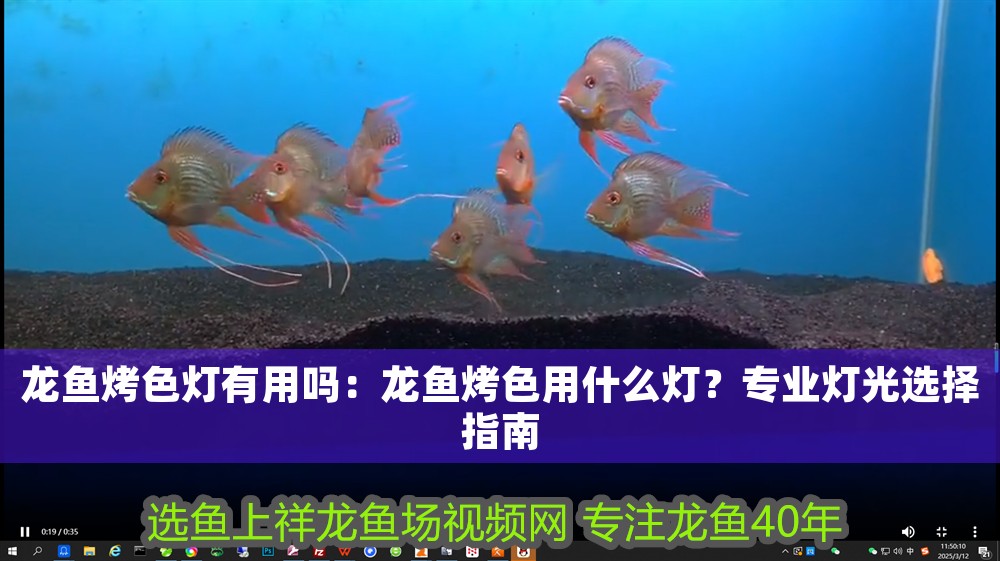 龍魚烤色燈有用嗎：龍魚烤色用什么燈？專業(yè)燈光選擇指南