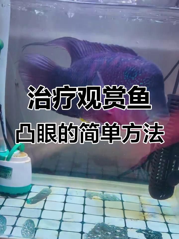 龍魚凸眼病有哪些特效藥