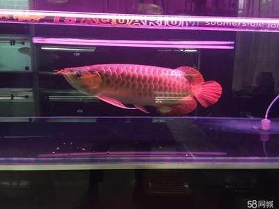描述紅龍魚的句子唯美：紅龍魚在水中游動的姿態(tài)輕盈而優(yōu)雅，如夢如幻的世界
