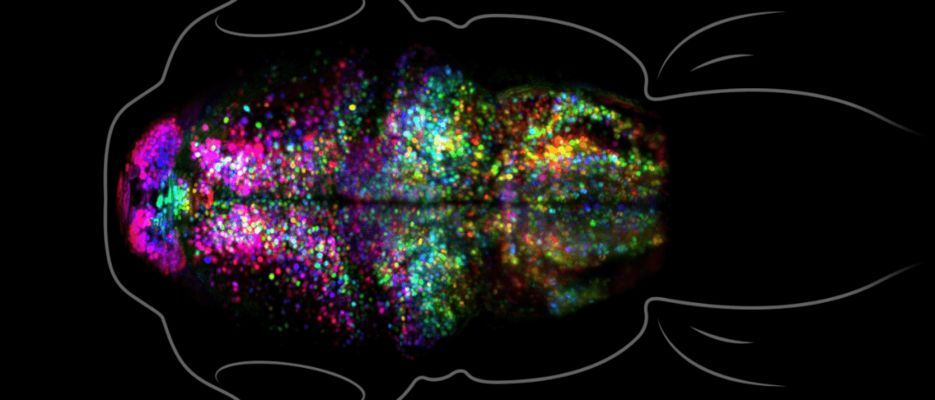 怎么防止紅龍掉眼：怎樣防止紅龍魚掉眼，全面解析與實用技巧