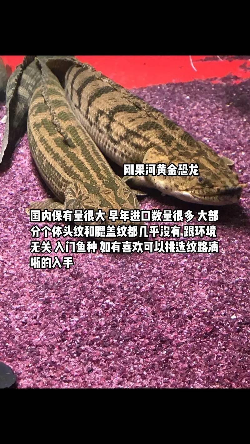 恐龍魚和恐龍王魚區別圖片對比大全
