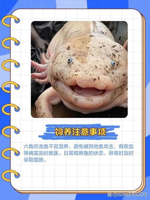 恐龍魚和恐龍王魚區別圖片對比大全