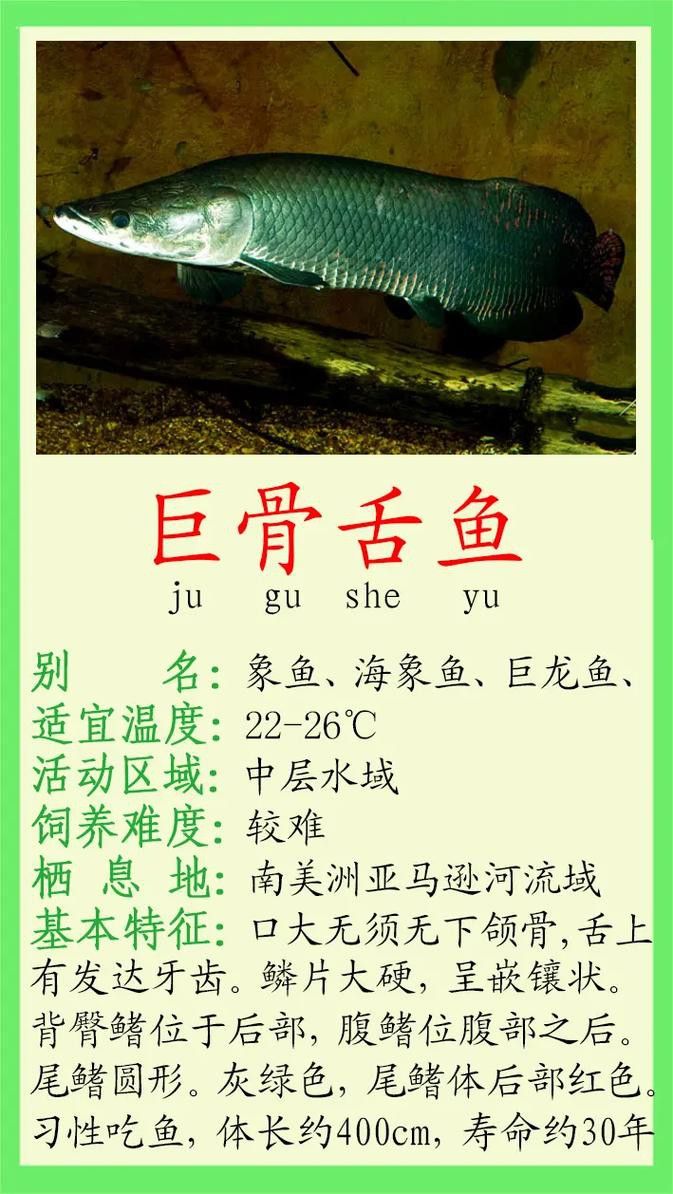 恐龍魚和恐龍王魚區別圖片對比大全