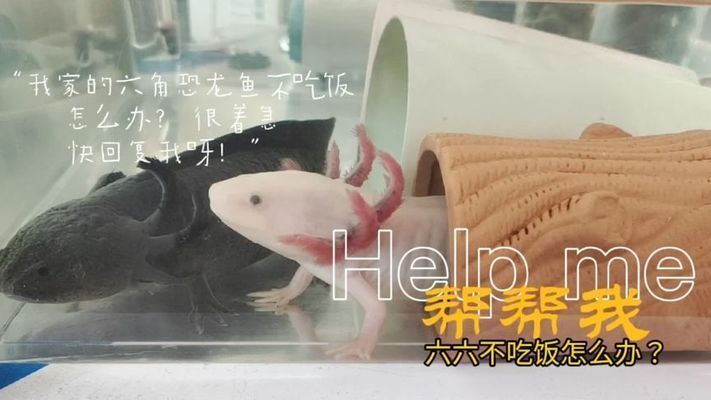 六角恐龍魚吃多了不消化怎么辦：六角恐龍魚吃多了不消化的解決方法