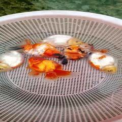 賽級(jí)金魚價(jià)格表
