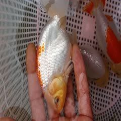 賽級(jí)金魚價(jià)格表