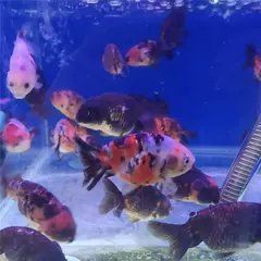 賽級金魚價格表