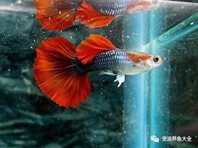 常見觀賞魚養(yǎng)殖種類調(diào)查表：常見的淡水觀賞魚養(yǎng)殖種類調(diào)查表